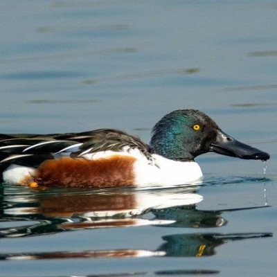 Northern Shoveller